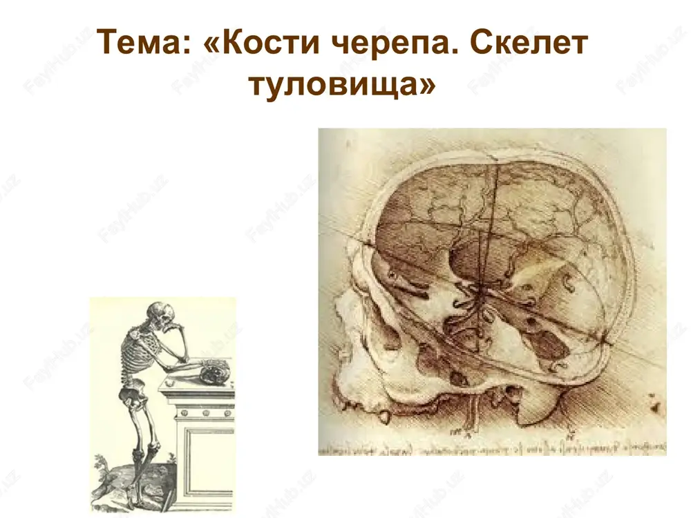 cherep i skelet tulovisha — PPT