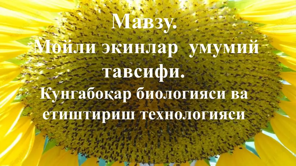 moyli ekinlar — PPTX