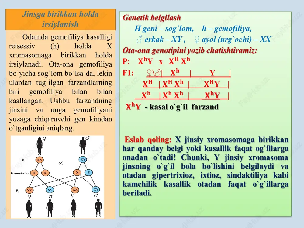 drozofila genetikasi — PPTX