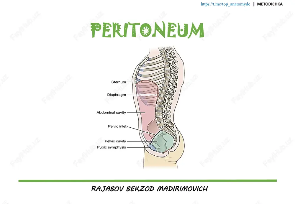 qorin parda (peritoneum) — PDF