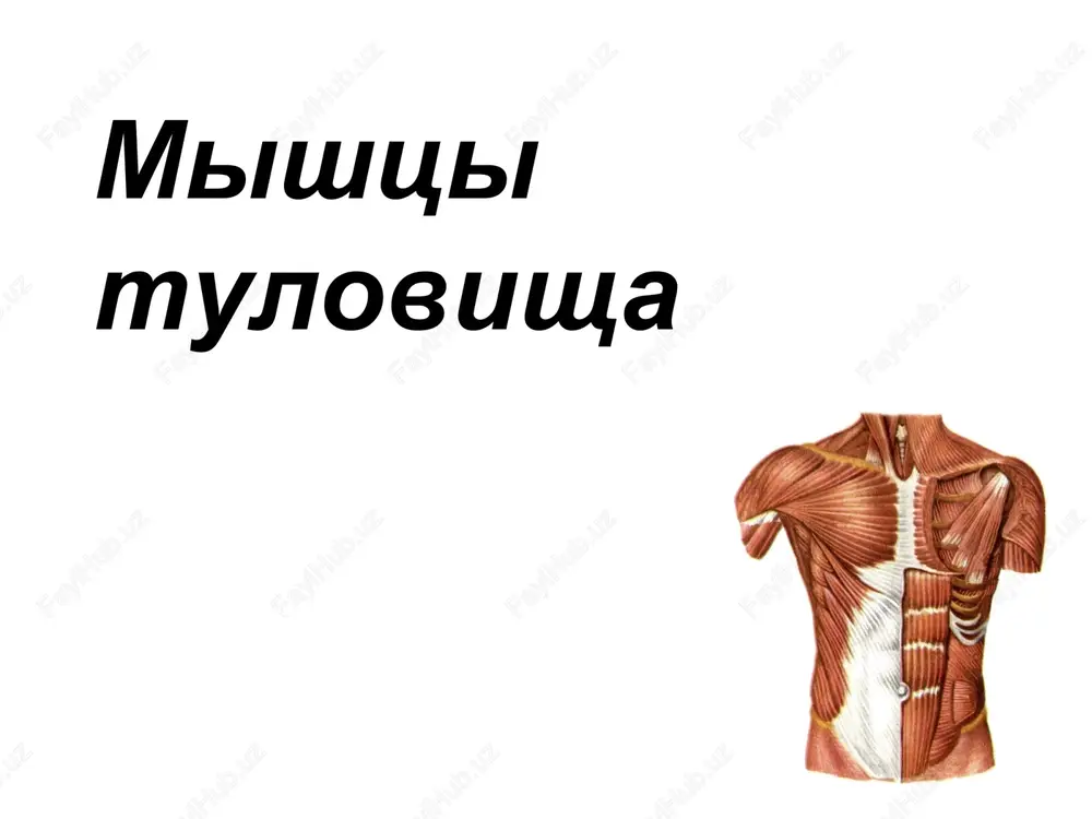 mishtsi grudi — PPT