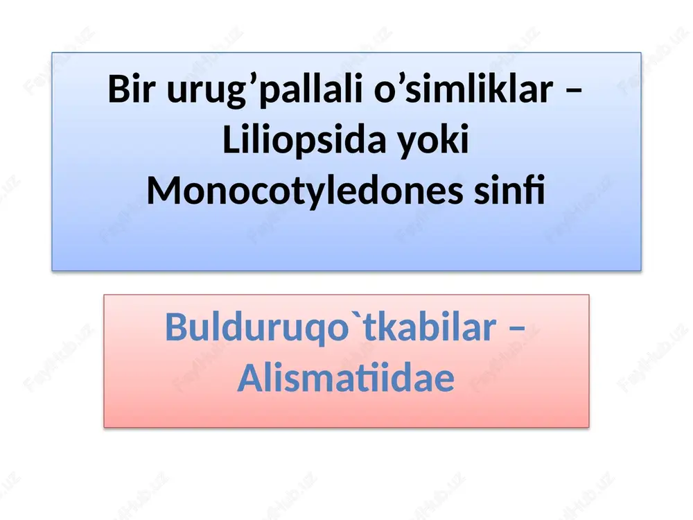 bulduruqo`tkabilar–alismatiidae — PPTX