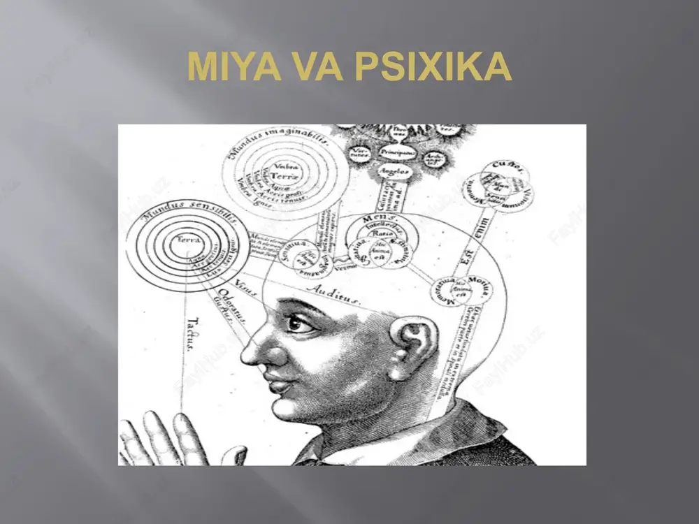miya va psixika — PPTX