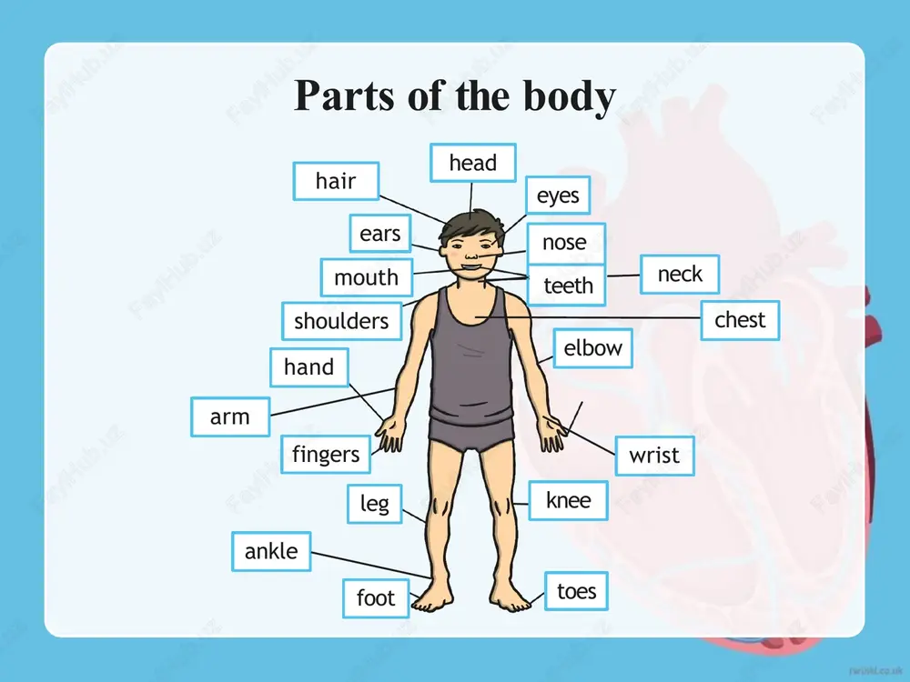 parts of the body — PPTX