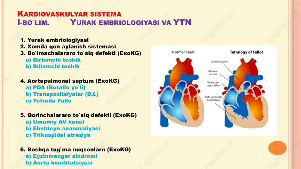 yurakembriologiyasivaytn — PPTX