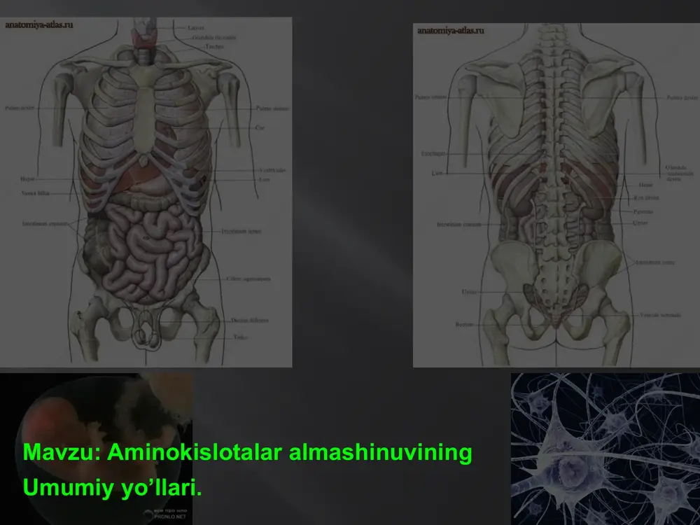 aminokislotalar almashinuvi — PPTX