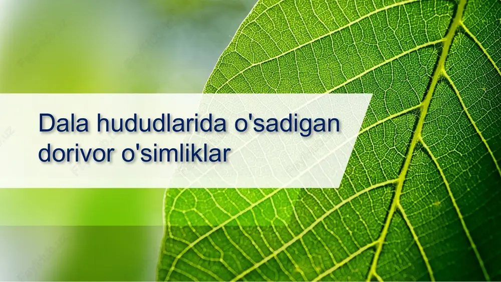 osiyo yalpizining yer ustki qismi (o'ti) — PPTX
