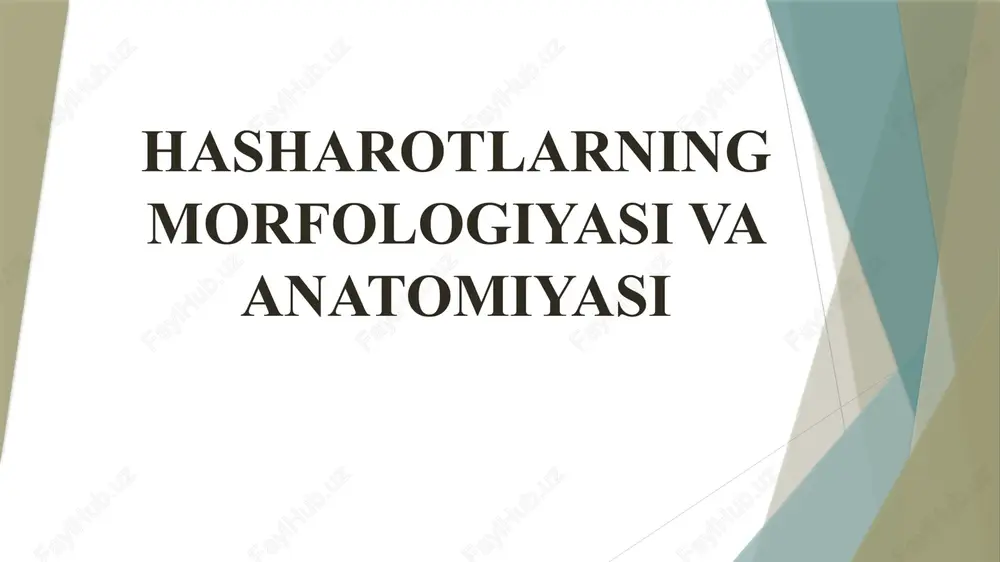 hasharotlarning morfologiyasi va anatomiyasi — PPTX