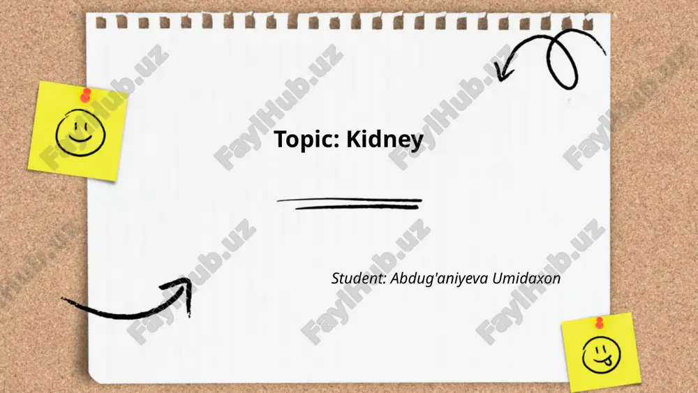 kidney.pptx — PPTX