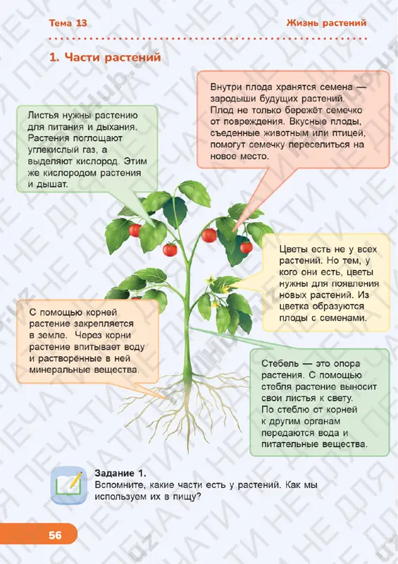 estestvoznanie 3 klass uroki 13-21 — PDF