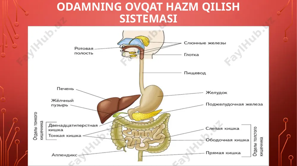6-sinf. sciens. odamning ovqat — PPTX