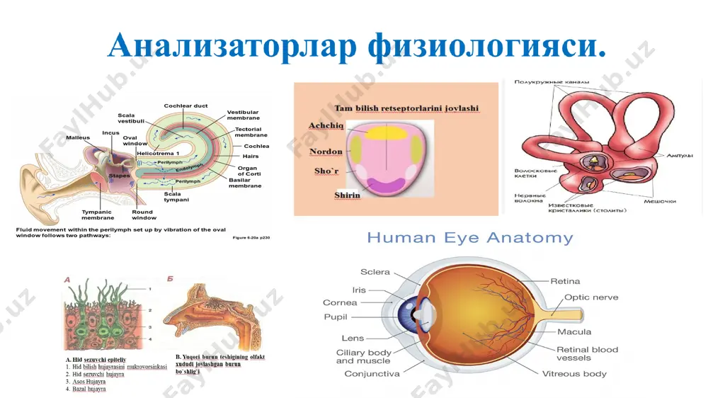 analizatorlar fiziologiyasi (3) — PPT