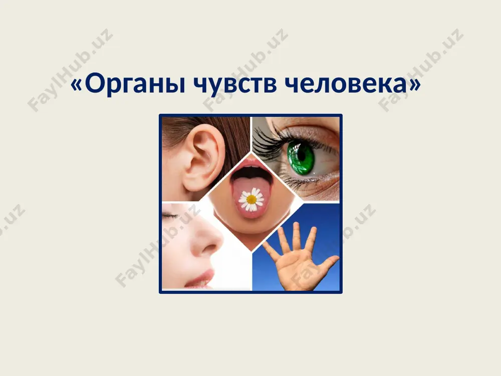 organi chuvstv. zagadki — PPTX