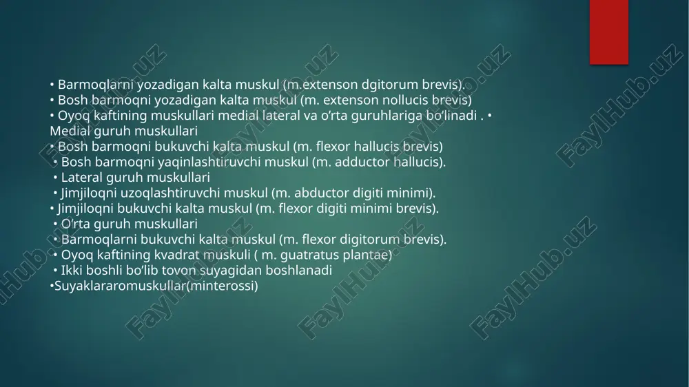: jimjiloqning bukadi. o’rta guruh muskullari 1. barmoqlarni bukuvchi kalta muskul (m. flexor digitorum brevis). • boshlanishi: tovon suyagining medial o’sig’i. • birikishi: ii, v barmoqlarining ikkinchi falangasi . muskulning to’rta qorinchasi bo’lib ular 4 ta payga ulanadi. • funksiyasi: barmoqlarni bukadi. 2. oyoq kaftining kvadrat muskuli ( m. guatratus plantae) • ikki boshli bo’lib tovon suyagidan boshlanadi • birikishi: barmoqlarni bukuvchi muskul payi. qisqarganda barmoqlarni bukadi. 3.oyoq panjasining chuvalchangsimon muskuli (m. lumbricales). • to’rta payga ulangan bo’lib barmoqlarni bukuvch uzun muskuldan boshlanadi. • birikishi: ii v proksimal falangalarning medial cheti. • funksiyasi: falangalarni bukadi. 4. suyaklararo muskullar (m. interossi) . • oyoq panjasining orqa tomonida chuqur joylashgan muskullariga kiradi. kaft suyaklari oralig’ida joylashadi. • funksiyasi: chegaralangan holda barmoqlarni yozadi adductor hallucis ( adductor obliquus hallucis ) ikki boshdan - qiyshiq va ko'ndalang shaklda paydo bo'ladi va bosh barmog'ini qo'shish uchun javobgardir. uning ikkita boshi bor, ikkalasi ham lateral plantar …