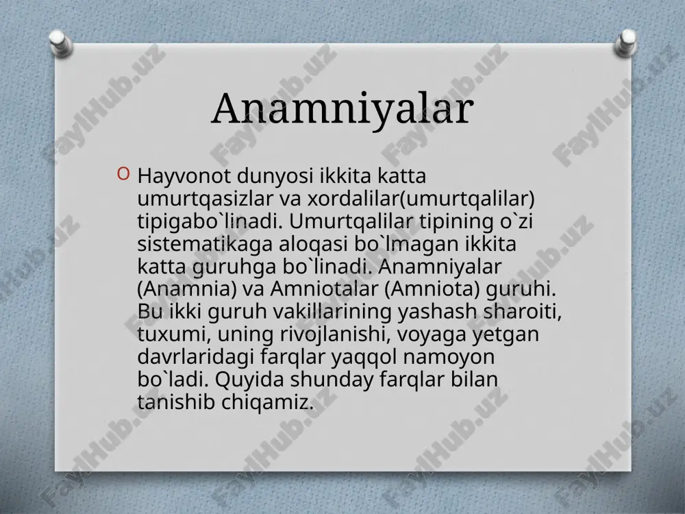 o'tkazishlari bu ikkalamchi holat hisoblanadi. bu guruhga kiruvchi umurtqali hayvonlardan faqat kitsimonlar turkumining vakillari suv muhitida tirik tug‘ib ko'payadi. guruhning boshqa vakillarida esa urug`lanishi ichki, lichinkalik davri yo‘q, rivojlanishi metamorfozsiz o‘tadi. bu esa amniotalar guruhiga kiruvchi umurtqali hayvonlarni birlamchi quruqlikda yashovchi umurtqali hayvonlar ekanligidan dalolat beradi. anamniyalar guruhiga kiruvchi umurtqali hayvonlarning tuxumlari yopishqoq, yupqaparda bilan o‘ralgan bo‘ladi, amniotalar guruhiga kiruvchi umurtqali hayvonlarning tuxumlari esa juda qattiq po‘st bilan o`ralgan bo‘lib, bu po‘st esa tuxumni atmosfera ta’sirida qurib qolishdan saqlaydi. tuxum po‘sti pergamentsimon yoki ohak shimib qattiqlashgan bo‘ladi. ikkala guruhga kiruvchi umurtqali hayvonlarda ham embrion dastlab faqat tuxumpardasi bilan o'ralgan holda, tuxum ichida rivojlanadi. anamniyalarda rivojlanishning keyingi davrlarida embrion tuxum pardasini yorib tashqariga, suvga chiqadi. lichinka dastlab tuxum sariqligi bilan oziqlanadi va jabra orqali nafas olib, rivojlanishini suvda davom ettiradi. amniotalarda esa rivojlanishning ilk davrlarida embrion atrofida tuxum yuzasidan halqasimon burma ko'tarilib chiqa boshlaydi. bu burma borgan sari kattalashib, embrionni o‘rab …