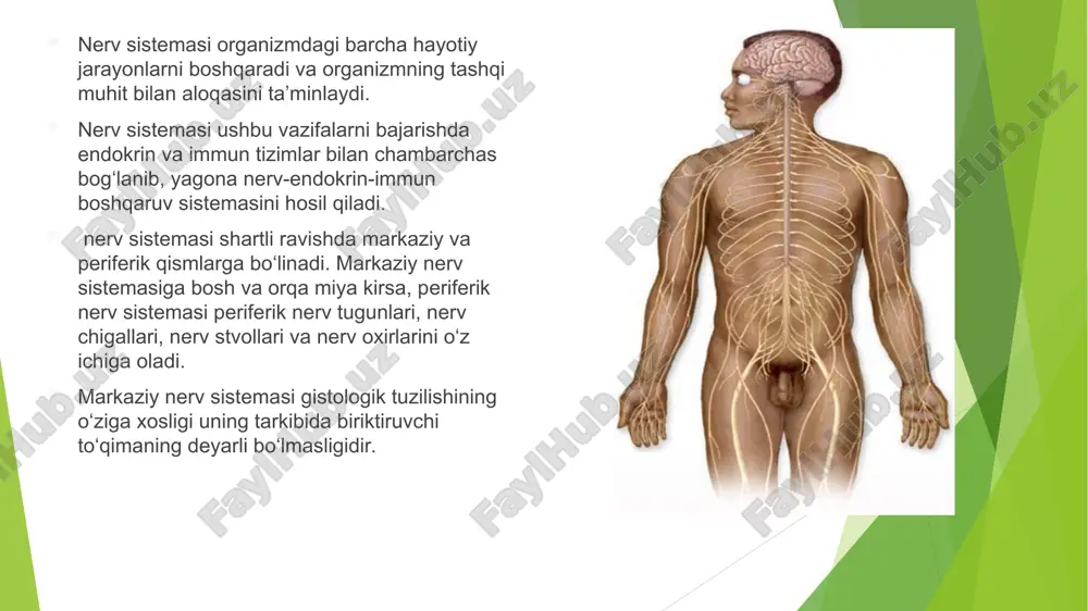 ial qismidan bosh miya va sezgi a’zolari, tana qismidan va ganglioz plastinkadan esa orqa miya, orqa miya va vegetativ nerv tugunlari hamda organizmning xromaffin to‘qimasi rivojlanadi. taraqqiyotning ilk davrlarida nerv nayining devori faqat bir qavat prizmatik hujayralardan tashkil topgan. nerv nayi bosh (kranial) va dum (kaudal) teshiklarga ega. embrion taraqqiyotining to‘rtinchi haftasining oxiriga borib, oldin kaudal neyro-poralar, so‘ng asta-sekin nerv nayining bosh tomonidagi teshik - kranial neyropora bekilib ketadi. nerv nayining bosh tomonida qopsimon kengayma mavjud bo‘lib, bu tuzilma birlamchi miya kurtagi hisoblanadi. nerv nayining shu qismida uchta birlamchi miya pufaklari: prosencephslon- oldingi, mesencephalon-o‘rta, rhombencephalon- orqa miya pufagi ro‘yobga chiqadi. bu pufaklar bosh miyaning kurtagi hisoblanadi. qeyingi jarayon, ya’ni to‘rtinchi hafta davomida oldingi va orqa miya pufaklarining har biri bir-biridan ajralib ketmagan 2 ta pufakchaga bo‘linadi. shunday qilib, 5 ta miya pufaklari hosil bo‘ladi. nerv sistemasi taraqqiyoti i. nerv plastinkasining hosil bo‘lishi. ii. nerv tarnovi va bolishlari hosil bo‘lishi. iii. …