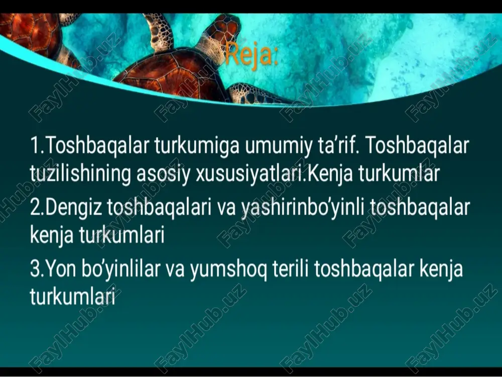 toshbaqalar - Page 2