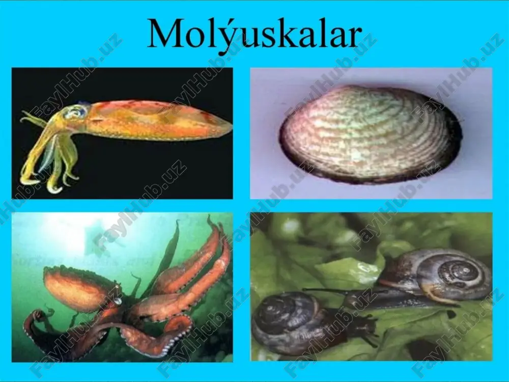 t. buyragi yurakoldi xaltasidan boshlanib, chikarish sifoni deb ataladigan mantiya bushligiga ochi­ ladi. nerv sistemasi tanasining xar xil kismida tar- kok joylashgan nerv tugunlaridan iborat. fakat tuban tuzilgan mollyuskalarning nerv sistemasi xalkum atro- fi nerv xalkasi xamda tana buylab yunalgan nerv tola- laridan iborat buladi. 11. dengizda xayot kechiradigan mollyuskalarning l i ­ chinkalari troxofora yoki troxoforaga uxshash elkanli lichinka — veligerdan iborat. m ollyuskalar tipiga xilma-xil tuzilgan 150000 ga yakin tur kiradi. kupchilik mollyuskalar dengizlarda vachuchuk suv \avzalarida \ayot kechiradi. ular orasida kuruk- likda yashaydigan turlari \am kup. bu tip yonbosh nervli- lar va chiganokdilar kenja tipiga ajratiladi. p lastinkaj ab- ralilar chiganogi ik- kita palladan ibo­ rat bulib, tanasini ikki yon tomondan koplab turadi. bo­ shi bulmaydi. oyogi ponasimon. plas- tinkasimon jabra­ lari mantiya bushli­ gida oyogining ikki yonida joylashgan. 15 mingdan ortikrok turi ma'lum. kup­ chilik vakillari dengizlarda xaet kechiradi. plasginkajabralilar -lamellibranchiya tanasi chuzik, ikki yondan sikilgan, …