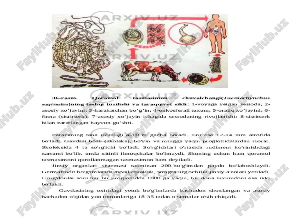 ang kanal bilan qo‘shiladi va siydik pufagini hosil qiladi. u esa chiqarish teshigi orqali tashqariga ochiladi. keyinchalik, ya’ni birinchi yetilgan bo‘g‘im uzilib tushgandan so‘ng, ayiruv kanallarining har biri mustaqil ravishda ochiladi. markaziy nerv sistemasi bosh nerv tugunidan iborat bo‘lib, undan bir necha nerv tolalari chiqadi. asosiy nerv tolalari bir juft bo‘lib, tananing ikki yon tomonida joylashgan. qoramol tasmasimon chuvalchangining rivojlanishi: 1 - tuxumlar; 2 - qoramol ichagidagi lichinka; 3 - go‘shtdagi finna: 4 - ichakdagi parazit boshchasi; 5 - parazit tanasi. qoramol solityori germafrodit. erkaklik jinsiy organlari har bir bo‘g‘imda parenxima to‘qimasi urug‘ kanalchasi boshlanib, oxirida bitta umumiy urug‘ yo‘li orqali tashqariga chiqadi. urug‘ yo‘li bir qancha burmalar tashkil qilib, proglottidning yon tomonida sirrus qopchig‘i ichiga joylashgan qo‘shilish organi sirrusga kelib tutashadi. urg‘ochilik jinsiy organlari proglottidning pastki qismida joylashgan bir juft tuxumdondan boshlanadi. tuxumdon bo‘laklari qo‘shilgan joydan tuxum yo‘li chiqadi, u esa ingichka naysimon qinga tutashadi. qinning boshlang‘ich qismi biroz …