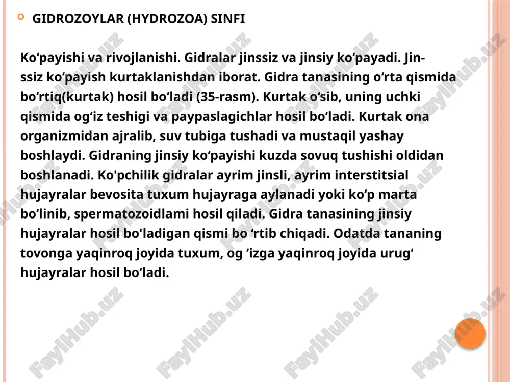ali strobilaga aylanadi. strobila chetlari chuqur kesilgan bir necha diskdan iborat. disklar ketma-ket strobiladan ajralib chiqib, efiralarga yosh meduzalarga aylanadi. efiralardan meduzalar rivojlanadi. kiprikli chuvalchanglar (turbellarja) sinfi ko'pchilik kiprikli chuvalchanglar faqat jinsiy yo'l bilan ko'payadi. har xil sistematik guruhlarning embrional rivojlanishi turlicha bo'ladi. odatda tuxum hujayrasi to'liq, lekin notekis bo'linadi.ko'p shoxli dengiz kiprikli chuvalchanglari metamorfoz orqali rivojlanadi. tuxumdan chiqqan myullerov lichinkasi (52-rasm) voyaga yetgan davridan keskin farq qiladi. lichinka tanasi tuxumsimon, ichagi xaltaga o'xshash. dastlab lichinka radial simmetriyaga xos belgilarga ega. lichinka tanasining o'rta qismida, ya’ni og'iz teshigidan oldinroqda 8 ta eshkaksimon uzun o'simtalar osilib turadi. o'simtalar qirralarida uzun kipriklar joylashgan. lichinka dastlab kipriklar yordamida planktonda suzib yuradi; keyinchalik mayda chuvalchangga aylangach, suv tubiga cho ‘kadi. boshqa turkumlarga mansub turlar bevosita o ‘zgarishsiz rivojlanadi.makrostomida turkumining vakillari ko’ndalang bo‘linish orqali ko'payish xususiyatiga ega. buning uchun tananing halqumdan keyingi qismida ko'ndalang tortma paydo bo'lib, chuvalchang tanasi ikki qismga ajraladi. har bir bo'lakning …