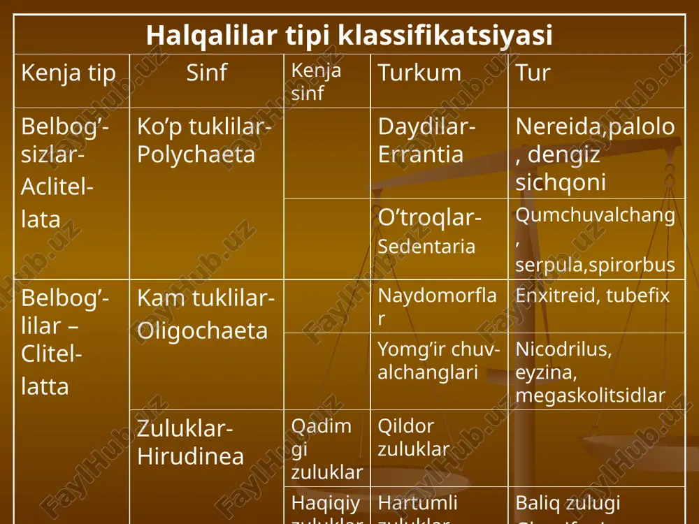 elbog‘lilar kenja tiplariga ajratiladi. 12.belbog‘sizlar kenja tipiga ko‘ptuklilar sinfi, belbog‘lilar kenja tipiga kamtuklilar va zuluklar sinflari kiradi. ko‘p tukli halqalilar - polychaeta sinfi 1.ko‘p tuklilar- dengizlarda erkin yoki suv tubida o‘troq yashydi. 2. maxsus harakat organlari- parapodiylar rivojlangan. 3. bosh bo‘limi ixtisoslashib, tanadan ajralib turadi. 4.boshida sezgi organlar: halpalar, ko’zlar, antennalar bo’ladi. 5. 5.ko‘p tuklilar sinfi daydilar- errantia va o‘troq yashovchilar – sedentaria kenja sinflariga ajratiladi. tipik vakili nereida- nereis pelagica uzunligi 15 sm ga yaqin. 1.tanasi ikki bo’g’imidan hosil bo’lgan bosh, gomonom ko’p bo’g’imli gavda va pigidum - ikki shoxli ayri dumdan iborat. 2.boshi prostomium-og’izoldi,peristomium-og’iz bo’limidan iborat. 3. prostomiumda hidlov chuqurchasi, bir juftdan palpalalar va antennalar, ikki juft oddiy ko‘zchalar joylashgan. 4.peristomiumda 4 juft mo‘ylov,ostki tomonida og’iz teshigi bor. 5.boshni tanadan ixtisoslashib chiqishi sefalizatsiya deyiladi. 6.nereida ianasi 200 ga yaqin bir xil bo‘g‘imlardan iborat. 7.bo‘g‘imlar ikki yonida bir juftdan parapodiylar joylashgan. 8.parapodiylar orqa-notopodiy va qorin-nevropodiy bo’laklardan iborat; bu bo’laklarni …