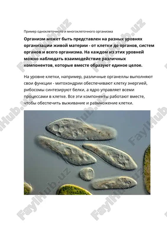aznim tsarstvam, tak i v sostave mnogokletochnogo organizma oni mogut bit raznimi v zavisimosti ot funktsiy kotorie vipolnyayut. raznie vidi kletok kletki sxodnie po stroeniyu, ob'edinyonnie vipolneniem obshix funktsiy obrazuyut tkani. tkani obrazuyut organi. organ - eto sovokupnost tkaney, ob'edinennix v strukturnuyu edinitsu dlya vipolneniya obshey funktsii. zachastuyu organi sostoyat ne iz onoy, a iz neskolkix raznix tkaney. mnogoobrazie organov u razlichnix organizmov organi v slojno ustroennix mnogokletochnix organizmax ob'edineni v osobie kompleksi — sistemi organov, kotorie obespechivayut jiznedeyatelnost takix organizmov. naprimer, v organizme cheloveka videlyayut te je sistemi organov, chto i u mlekopitayushix: pokrovnuyu, oporno-dvigatelnuyu, dixatelnuyu, krovenosnuyu, pishevaritelnuyu, videlitelnuyu i dr. kajdaya sistema predstavlyaet soboy gruppu organov, kotorie vipolnyayut v organizme kakuyu-to obshuyu funktsiyu. takim obrazom, kontseptsiya organizma kak edinogo tselogo podcherkivaet vajnost vzaimodeystviya razlichnix komponentov dlya podderjaniya jizni. urovni organizatsii organizmov