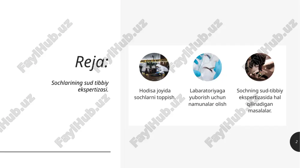 iqlash. sud tibbiyoti laboratoriyasiga yuborilgan obyekt sochmi yoki soch emasmi degan savolning yechilishi sochning morfologik tuzilipshni aniqlashga asoslangan. 8 tekshirilayotgan tola sochmi? 9 soch teri ichidagi ildiz va tashqi sterjen qismlaridan iborat bo’ladi. sochning sterjen qismida kutikula, po‘stloq va mag’iz qavatlari (o‘zagi) farqlanadi. eng ustki qavati kutikula cherepitsasimon joylashgan yassi hujayralidir. ikkinchi po’stloq qavati dugsimon hujayralardan iborat. uchinchi qavat esa sochning o’zagi ya’ni mag’zi hisoblanadi. mazkur qavatlarning mavjudligi obyektning shubsasiz soch ekani belgisidir. 10 soch odamga tegishlimi yoki hayvongami? sochning hayvonga yoki insonga mansubligi mikroskop orqali aniqlanadi va uning tuzilish xususiyatiga asoslangan. 12 xususiyatlar odam sochi hayvon sochi sochining tashqi qavati optik chekkasi mayda tishchali, bir-biriga yaqin joylashgan, sochning o‘qiga mahkam yopishgan yirik tishchali, ba’zan arrasimon, tishchalari asosan bir-biridan uzoqlashgan kutikula izlari notekis, to’iqinsim onchiziqlari bir-biriga yaqin joylashgan turli shakldagi chiziqlar, bir-biridan uzoq joylashgan sochning asosiy qismini tashkil etadi po’stloq qavati o’zak qavati pigmentlar po‘stloq qavatining periferik qismida po‘stloq qavatining …