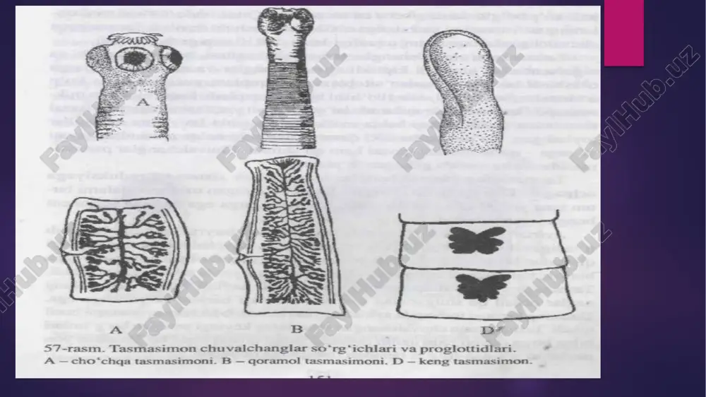 (1 000 tagacha) bo‘g‘imlarga bo‘lingan, hazm qilish organlari rivojlanmagan. chuvalchang odam ichagida hazm bo‘la boshlagan oziqni tana yuzasi orqali shimib oladi. jinsiy sistemasi, ko‘payishi va rivojlanishi. jinsiy organlari tanasining hamma bo‘g‘imlarida ko‘p marta takrorlanib tura­di. har bir bo‘g‘imda bir juft tuxumdon, bitta bachadon va juda ko‘p urug‘donlar bo‘ladi. bachadoni tuxumlarga to‘lgach, bir necha bo‘g‘imlari tananing keyingi qismidan uzilib, ichak bo‘shlig‘iga tushadi va axlat bilan tashqi muhitga chiqib ketadi. tuxumlari yem-xashak yoki suv orqali qoramollarga yuqadi (20- rasm). tuxumdan chiqqan lichinkalar ichak devori orqali qonga o‘tadi va qon orqali jigar, muskul va boshqa organlarga borib o‘rnashib qoladi ko’payishi qoramol solityori germafrodit. erkaklik jinsiy organlari har bir bo‘g‘imda parenxima to‘qimasi urug‘ kanalchasi boshlanib, oxirida bitta umumiy urug‘ yo‘li orqali tashqariga chiqadi. urug‘ yo‘li bir qancha burmalar tashkil qilib, proglottidning yon tomonida sirrus qopchig‘i ichiga joylashgan qo‘shilish organi sirrusga kelib tutashadi. urg‘ochilik jinsiy organlari proglottidning pastki qismida joylashgan bir juft tuxumdondan boshlanadi. tuxumdon …