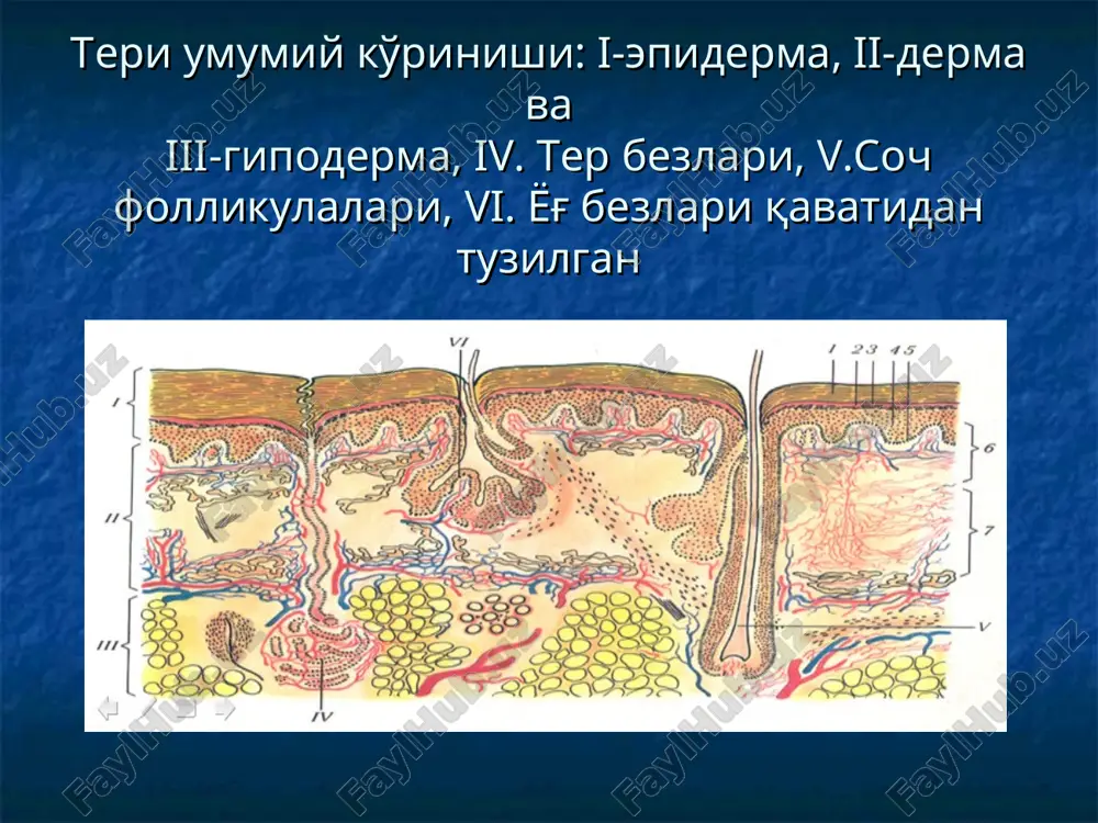 n xissiyotlar ob'ektiv belgilar-ko'z bilan ko'rganda ko'rinadigan belgilar ya'ni morfologik elementlar birlamchi morfologik elementlar o'zgarmagan terida xosil bo'ladigan elementlar-dog', tuguncha, tugun, qavarchiq, pufak, yiringcha. terining ikkilamchi elementlari bu elementlar birlamchi elementlarning toshtshtshtdan keyin kelib chiqadi. bularga-disxromiyalar, qipiq, qaloq, eroziya, yara, yoriq, chandiq, atrofiya, lixenifikatsiya va vegetatsiya kiradi. dog' qon tomirlar kengayishi xisobiga xosil bo'ladi. teri satxidan ko'tarilmaydi. yallig'langan va yallig'lanmagan dog'lar ajratiladi. yallig'langan dog'lar (rozeola, dog', eritema) qon tomirlar kengayishi xisobiga paydo bo'lib, bosganda yo'qoladi va yuborilganda qayta paydo bo'ladi. och pushti rangdan ko'kimtir qizg'ish ranggacha o'zgarishi mumkin dog'lar yuzasi qipiq bilan qoplanishi mumkin va o'zidan giperpigmentatsiya qoldirishi yoki izsiz yo'qolib ketishi mumkin yallig'lanmagan dog'lar bularga qon quyilishlar: petexiya, purpura, ekximoz sun'iy bo'yoqlarni teriga kiritish (tatuirovkalar, kasbiy stigmalar) qon tomirlarning noto'g'ri yuzaki joylashishi xisobiga paydo bo'ladigan melanin sintezi buzilishi xisobiga paydo bo'ladigan elementlar (tug'ma va orttirilgan) teriga melaning ko'p o'tirib qolishi xisobiga paydo bo'lgan element orttirilgan giperpigmentatsiya. fotodermatozlar va addison …