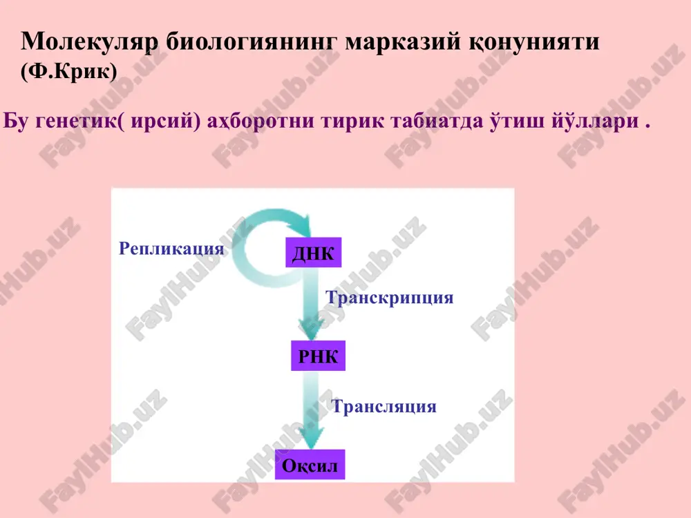 ukarioti - 100-300 j.n. sekundda. replikaza tizimi(replisoma) telomeralar telomeri – dnkni oxirgi uchastkalari (uchlari) 3 – 20 ming. j.n. hujayrani xar bir bo'linishida xromosomaning telomer uchastkalari 50 j.n. qisqaradi *