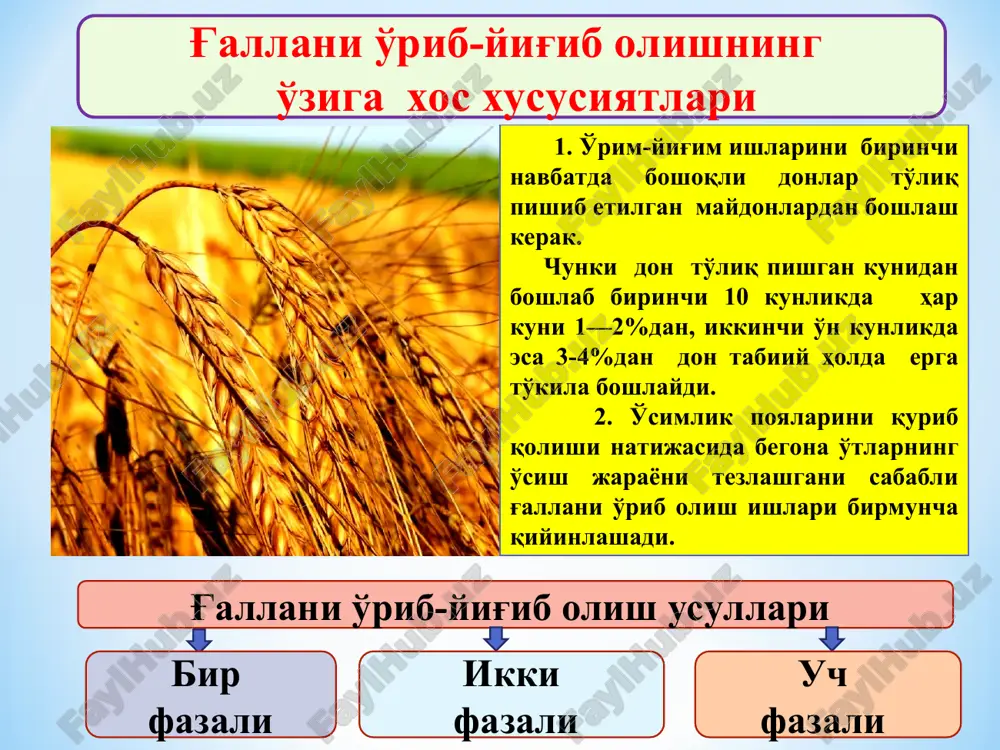 ekilgan dala ajratiladi; o'rgich tik turgan ekinni o'rganda donning isrof 0,6 % dan, yotib qolgan ekinni o'rganda esa 5% dan oshmasligi kerak; qator uyumlarini yig'ishtirish o'rnatilgan kombayn bilan yig'ib olishda don isrofgarchiligi 1% dan oshmasligi kerak; bir fazali usul ya'ni kombayn yordamida tik turgan g'allani bir yo'la o'rib-yig'ib olganda don isrofgarchiligi 1 %, yotib qolgan g'allani yig'ishtirishda esa 1,5 % gacha yo'l qo'yiladi. kombayn yanchish apparatida boshoqlarning chala yanchilishi natijasida bo'ladigan don isrofgarchiligi: g'alla uchun 1,5%, sholi uchun 2% dan oshmasligi kerak. urug'lik donning shikastlanishi: oziqbop don uchun-1%, dukkakli 2%, yirik don uchun 3% , sholi uchun 5% dan oshmasligi kerak. g'allani o'rib – yig'ib olishga qo'yiladigan agrotexnik talablar -kombayn jatkasidagi don nobudgar- chiligi, ko'pi bilan 0,5 %; -kombayn orqasidagi erga to'kilgan don miqdori, ko'pi bilan 1,5 %; -bunkerdagi donning shikastlan- ganlik darajasi, ko'pi bilan 2 %; -bunkerdagi donning tozaligi, eng kamida 3 % bo'lishi kerak. g'alla hosilini kombaynlarda yig'ishtirish …