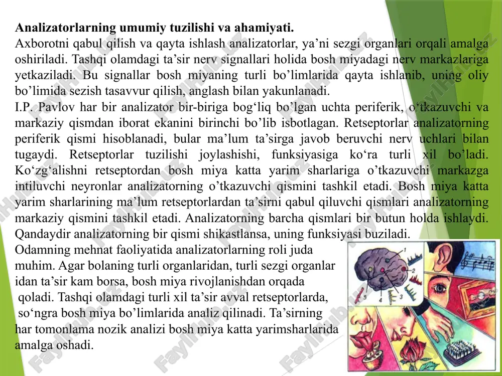 ing roli juda muhim. agar bolaning turli organlaridan, turli sezgi organlar idan ta’sir kam borsa, bosh miya rivojlanishdan orqada qoladi. tashqi olamdagi turli xil ta’sir avval retseptorlarda, so‘ngra bosh miya bo’limlarida analiz qilinadi. ta’sirning har tomonlama nozik analizi bosh miya katta yarimsharlarida amalga oshadi. sezgi organlariga tananing barcha sohasida joylashgan retseptorlar va muskullar, qon tomirlar devoridagi retseptorlar va boshqalar kiradi. analizatorlarning miya po‘stlog‘idagi qismi shikastlansa yoki olib tashlansa, ta’sir murakkab analiz va sintez qilinmaydi. masalan, miya po‘stlogidagi eshitish analizatorlari joylashgan chakka qismi olib tashlansa, ta’sirning nozik tabaqalanishi yo‘qoladi. nerv sistemasining faoliyati uchun ta’sir doimo butun organizmga ta’sir qilib turishi kerak. ko‘pgina sezgi organlarining shikastlanishi natijasida ta’sirning ular orqali bosh miyaga yetarli kelmasligi tufayli odam faol faoliyatini yo‘qotadi, doimo uxlaydi, bunday odamni saqlanib qolgan sezgi organlariga ta’sir etish bilangina uyg‘otish mumkin. tekshirishlardan ma’lum bo’lishicha, sensor ta’sirotning yo‘qolishi diqqatni to‘plash, mantiqiy fikrlash, aqliy mehnat qilish xususiyatlariga salbiy ta’sir etadi. sezgi organlari orqali …
