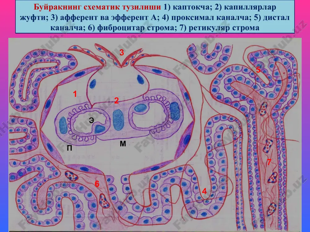 liy amiloidozi, lipoid nefroz. tubulopatiyalar: orttirilganlari: 1) nekrotik nefroz, 2) podagra buyragi, 3) mieloma buyragi; nasliylari: fermen-topatiyalar – de tonn-debre-fankonn, olbrayt sindromlari, nefrolitiaz va nefrokaltsinozli tubulopatiya. interstitsial kasalliklari: 1) tubulointerstitsial nefrit, 2) pielonefrit, 3) nefroskleroz. buyrak kasalliklari -glomerulopatiyalar glomerulonefrit glomerulonefrit, bu – infektsion-allergik tabiatli, ikki tomonlama, buyrak kaptokchalarining yiringsiz yallig'lanishli, buyrakka xos va buyrakdan tashqaridagi simptomlar bilan kechuvchi kasallikdir. buyrakka xos simptomlariga proteinuriya, gematuriya, tsilindruriya, oligouriya; buyrakdan tashqarilariga – shish, arterial gipertenziya, yurak gipertrofiyasi, disproteinemiya, giperazotemiya, uremiyalar kiradi. tasnifi. 1) kechishi bo'yicha: o'tkir, avj oluvchi va surunkali; 2) joylanishi bo'yicha: intrakapillyar va ekstrakapillyar; 3) yallig'lanishi bo'yicha: ekssudativ, proliferativ, aralash; 4) kaptokchalarning shikastlanish darajasiga ko'ra: diffuz va o'choqli glomerulonefritlar farq qilinadi. buyrak kasalliklari etiologiyasi. gemolitik streptakokkning nefritogen shtammi, lekin stafilakokk, pnevmokokk, viruslar (gepatit v), oqish trepanema, bezgak plozmodiysi ham bo'lishi mumkin. quyidagi infektsion kasalliklardan keyin: angina, skarlatina, orvi, pnevmoniya, meningokokkli infektsiya, bezgak, bakterial endokardit, zaxmdan keyin ikkilamchi kasallik ko'rinishida rivojlanadi. patogenezi. …
