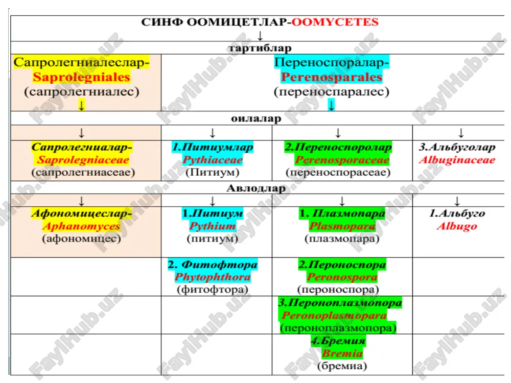 ing unish davrida zararlaydi. masalan: ildiz chirish kasalligi – pitium deboryanum (lavlagi, karam, kartoshka). 1-rasm. ildiz chirish-korneed kasalligi. oospora va oosporani xosil bo‘lishi bu oilaga kirgan zamburug‘larning mitseliyasi zararlangan o‘simlik hujayrasida rivojlanadi. mitseliyalar hujayralarning teshib tashqariga konidiya bandlarining hosil qiladi. konidiya bandlari ichida konidiyalar yoki zoosporalar joylanadi. 3-rasm kartoshkada fitoftoroz kasalligi 2-avlodi – fitoftora – phytophthora bu oilaga – fitoftora avlodi kiradi. zararlangan o‘simliklar xujayralari ichida zoosporangiy o‘sib 2 xivchinli zoosporalarga aylanadi va bu zoosporalar boshqa o‘simliklar zararlaydi. bu avlod vakili – fitoftora infentans- fitoftoroz kasalligini qo‘zg‘atadi 2 –oila perenosporastiya-perenosporaseae avlodlar ↓ 1. plazmopara - plasmopara 2.peronospora - peronospora 3.peronoplazmopora- -peronoplasmopara 4.bremiya - bremia 1-avlod – plazmopara-plasmopara – bu yerda ularning konidiya bandlari monopadial joylashgan bo‘ladi. ushbu avlod vakili – plasmopara vitisola tokning mildiyu kasalligini qo‘zg‘atadi. yozning ikkinchi yarmiga borib o‘simliklar to‘qimasida hosil bo‘lgan oosporalardan zoospora va zoospora bandlari o‘sib chiqadi. plasmopora vitisola berb. et. de toni - toklarda mildiyum …