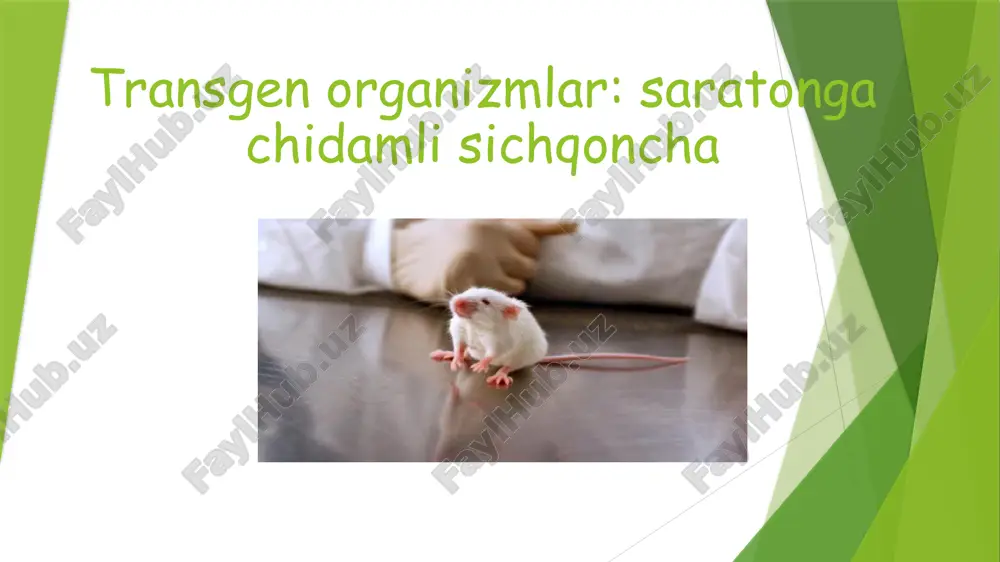ga boʻlgan transgen hayvonlar dastlab, gen muhandisligini asosiy yoʻnalishlaridan biri hayvonlarni oʻsish tezligini oshirish, sut berish imkoniyatlarini va mahsulotlarini sifatini yaxshilashga qaratilgan edi. hayvonlarni oʻsishi murakkab jarayon boʻlib, genlarni ta’siriga, oziqlanish sharoitlariga va atrof-muhit ta’siriga bogʻliq. genetik nuqtai nazardan ayniqsa, oqsillarni kodlovchi, oʻstirish gormonlari toʻplami, jumladan oʻstirish gormoni (ug), oʻstirish gormonining rilizing omili (ug- rf) va insulinga oʻxshash omil (ug-if) katta qiziqish uygʻotadi. oʻtgan asrning 40-yillarida gipofiz bezidan olingan ugni sigirlarni sut berishiga ta’siri borligi isbotlangan edi. ammo, bu preparatni juda ham qimmatligi uchun hamda hayvonlar gipofizidan koʻp miqdorda olishni iloji boʻlmaganligi sababli, bu preparat keng qoʻllanila olmadi. 1970 yillarda gen muhandisligini rivojlanib borishi oqibatida bu preparatni mikrobiologik sintez orqali ishlab chiqarish imkoniyati tugʻildi. mikrobiologik sintez orqali olingan ug, xuddi gipofizdan olinganga oʻxshab, laktasiyani hamda hayvonlarni oʻsishini kuchaytirishi tasdiqlandi. rekombinat ug ni yirik fermalarda ishlatganda (13 mg/kun) sigirlarni sut berishi 23-31% ga oshganligi kuzatildi. bu preparatni ta’sirini uzoq muddatga choʻzadigan …