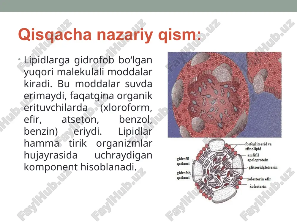 lganligini kuzatish mumkin. to‘rtinchidan ko‘pgina vitaminlar va gormonlar lipidlarga hos bo‘lib, organizmda maxsus boshqarish funksiyalarini bajaradi. beshinchidan lipidlar termoregulyatsiya xossasiga ega bo‘lib, organizmdagi issiqlikni boshqarib turadi. oltinchidan yog‘lar suv manbai bo‘lib, ular parchalanganda suv ajralib turadi va bu cho‘l zonasida yashovchi hayvonlar uchun suv manbai bo‘lib xizmat qiladi. sterinlar esa miyaning oq moddasining tarkibida bo‘ladi va ko‘pgina biologik aktiv moddalar vitaminlar, gormonlar va o‘t kislotalarini hosil bo‘lishida qatnashadi. oddiy yog‘lar triglitseridlar bo‘lib, ular yog‘ kislotalari va glitserinning murakkab efiri hisoblanadi: yog‘larning tarkibiga to‘yingan va to‘yinmagan yog‘ kislotalari kiradi. to‘yingan yog‘ kislotalaridan stearin (c17h35cooh) va palmitin (c15h31cooh)lar yog‘larning tarkibida eng ko‘p bo‘ladi. to‘yinmagan yog‘ kislotalardan eng asosiylari olein (c17h33cooh), linol (c17h31cooh) va linolen (c17h23cooh) kislotalari hisoblanadi. to‘yinmagan, yog` kislotalarining tarkibida qo‘shbog` bo‘lib, bu ularning reaksiyaga oson kirishishini ta’minlab beradi. olein kislotasining molekulasida 1 ta, linol kislotasida 2 ta, linolen kislotasida esa 3 ta qo‘shbog` bo‘ladi. linol va linolen kislotalari odam organizmida …