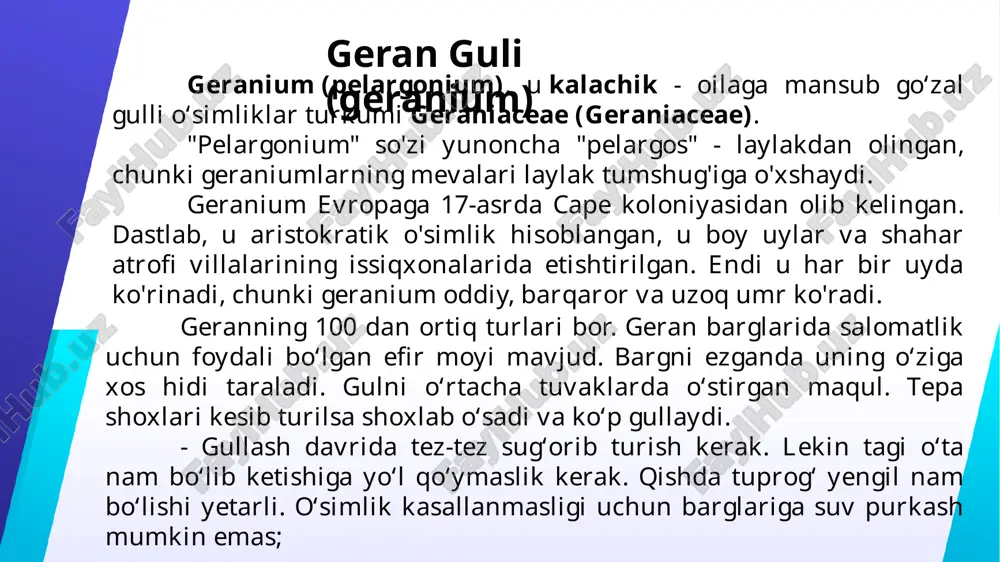 uzunligi 1-2,5 sm uzunlikdagi pedikellar. o'rtacha issiq xonalarda yaxshi o'sadi. qalamchalar va urug'lar bilan ko'paytiriladi. vatan - janubiy afrika. balandligi 30-70 sm, poyasi toʻgʻridan-toʻgʻri shoxlangan, tik yoki choʻzilgan, kengligi 6-8 mm turli rangdagi (och yashildan yashil-kulranggacha) uch yoki toʻrt qirrali boʻlaklardan iborat buta oʻsimlik. barglari navbatma-navbat joylashgan, uzun barglarida, bir oz tukli, kengligi 2-5 sm, odatda qishda quriydi va tushadi. barg plastinkasi qizil-jigarrang chegara bilan yurak shaklida. bahor-yozda o'simlikda kapalak shakliga o'xshash gullar paydo bo'ladi, rangi oq kremdan och pushti ranggacha, uchta katta yuqori barglari va ikkita kichik pastki barglari bilan. u kamida 10 ° c haroratda yoritilgan va havalandırılan xonada yaxshi o'sadi. sug'orish bahor-yoz davri mo'l-ko'l kerak, kuz-qishda - cheklangan. tuproq yaxshi drenaj bilan to'yimli. bahor-yozda ko'paytiriladi, ildizlarning markaziy qismidan so'qmoqlar, qumli quruq substratda ildiz otadi. yorongul burchakli (pelargonium angulosum). u keyp provinsiyasining janubi-g'arbiy qismida (janubiy afrika) joylashgan. 1 m balandlikda o'sadi. barglari oval, uch yoki besh burchakli bo'lakli, …