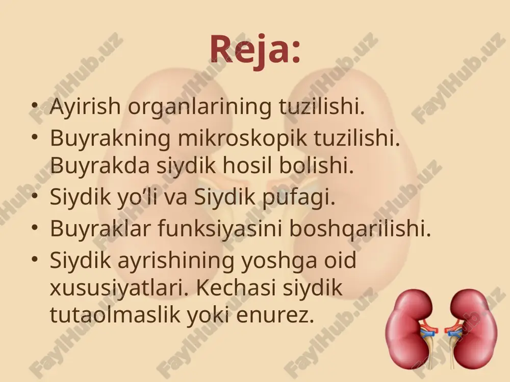 uyrakning tashqi qavatidan shumlyanskiy kapsulasi boshlanib, ichki qavatda ikkinchi tartib kalavasimon kanalchalarni hosil qiladi. so’ngra yuqoriga ko’tarilib buriladi. bu burilish joyi genli halqasi deb ataladi. buyraklarda qon aylanish . buyraklarda siydikning hosil bo’lishi ikki fazada kechadi. birinchi faza -filtrlanish davridir. oqsillar yirik molekulali bo’lganligi sababli kapsula yuzasiga o’tmaydi va qonda qoladi. kapsula yuzasiga tushgan filtrlangan suyuqliklar –birlamchi siydik deb ataladi. siydik hosil bo’lishining ikkinchi fazasida birlamchi siydikning tarkibidagi bir qator moddalar qonga qayta so’riladi. mochevina, siydik kislotasi, azot qoldig’i kabilar qonga qayta so’rilmaydi va ular buyraklar orqali organizmdan chiqarib yuboriladi. bu siydik ikkilamchi siydik deyiladi. nefronni tuzilishi malpigi tugunchasi (bauman-shumulyanskiy) birinchi kalavasimon kanalcha nefronning halqasi (genli xalqasi) ikkilamchi kalavasimon kanalcha siydikni eg’adigan nay bolalarda siydikni hosil bo’lishi. bir oylik bolada bir kecha kunduzda 350-400 ml, bir yoshda 700-800ml, 4-5 yoshda –bir litr, 10 yoshdan boshlab 1,5 litrgacha siydik ajraladi. qovuqning tuzilishi. verxushka telo dno qovuq siydik saqlovchi rezervuar xisoblanadi. hajmi: …