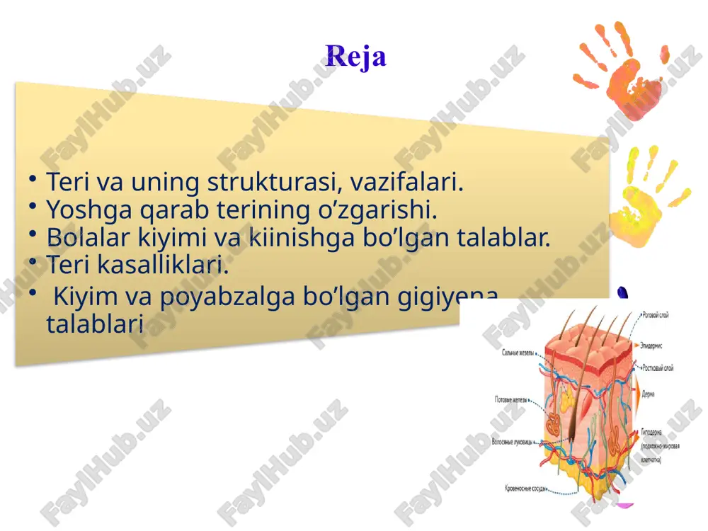 axodyatsya na opredelennoy stadii razvitiya epidermis svyazan s dermoy bazalnoy membranoy v bazalnom (zarodishevom) sloe proisxodit delenie kletok. bazalniy sloy soderjit epitelialnie kletki, imeyushie raznoobraznuyu strukturu i raspolojenie (melanotsiti, kletki langergansa, keratinotsidi) epidermis svyazuyushee zveno mejdu vsemi sloyami koji, reguliruyut skorost razmnojeniya kletok bazaltovogo sloya, upravlyayut deyatelnostyu drugix kletok, zashishayut koju ot vneshnego neblagopriyatnogo vozdeystviya kletki langergansa melanotsiti proizvodyat pigment – melanin (ottenok koji) keratinotsiti osnovnie kletki epidermisa (keratin-belok zapolnyayushiy kletku), so vremenem teryayut yadro i prevrashayutsya v korneotsit – ploskuyu cheshuyku, (rogovuyu cheshuyku) soderjashuyu keratinovie granuli, pridayushie ey jestkost i prochnost derma derma – sredniy sloy koji igraet rol karkasa, obespechivaya uprugost, prochnost i rastyajimost v derme raspolojeni potovie, salnie jelezi, krovenosnie, limfaticheskie sosudi i volosi. sostoit iz dvux sloev: sosochkoviy setchatiy derma soderjit dva osnovnix vida soedinitelnix volokon: kollagen i elastin. glikozaminoglikani epidermis kollagen elastin fibroblasti makrofagi obrazets teksta vtoroy uroven tretiy uroven chetvertiy uroven pyatiy uroven obrazets …