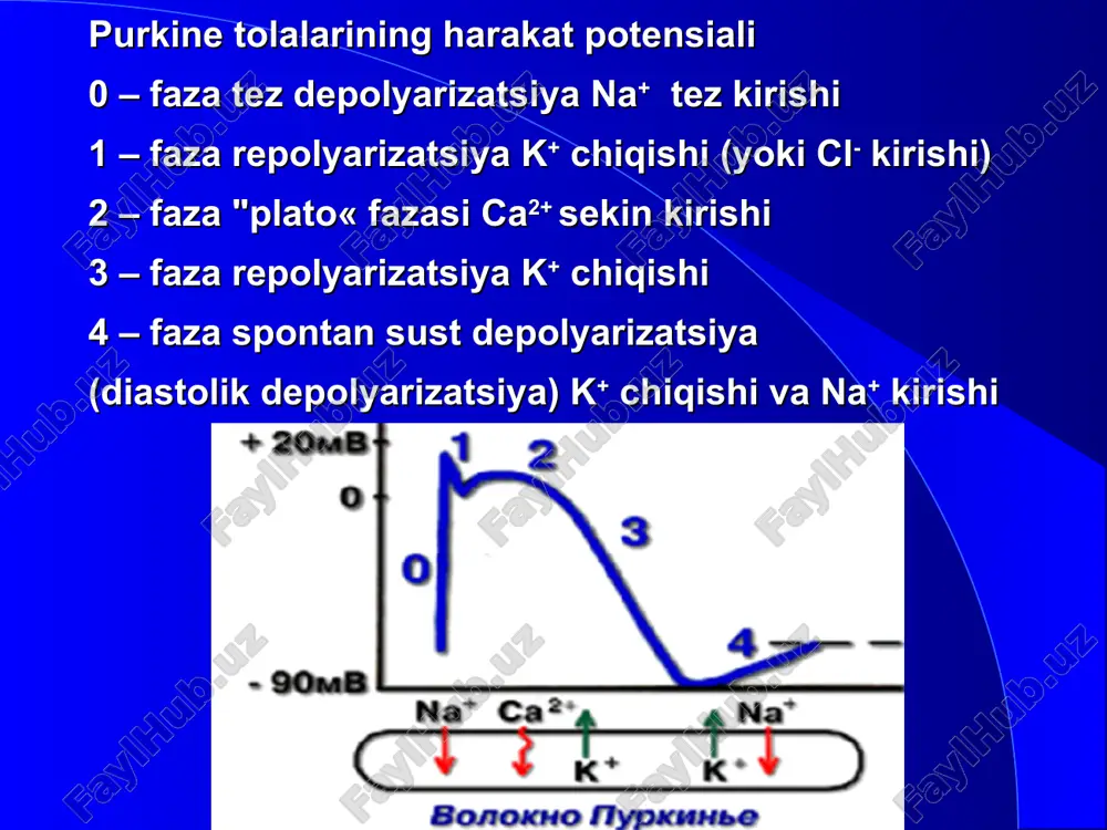 axiartmiya va ekstrasistoliyani davolashda kerak bo‘ladi. effektiv refrakter davrni uzayishi kardiomiotsitlarning yopiq zanjirli yo‘llarida qo‘zg‘alishni sirkulyasiyasi natijasida kelib chiquvchi taxiaritmiyalarda samarali bo‘ladi. o‘tkazuvchanlikni susayishi reentry (qo‘zg‘alishni qayti kirishi tipidagi aritmiya) turidagi aritmiyalarda bir tomonlama blok shakllanganda samarali bo‘ladi. purkine tolalarining birida bir tomonlama blok borligi. qo‘zg‘alishni qayta (retrograd) kirishi (reentry) qo‘shimcha impuls xosil qilib, bu esa miokardning qo‘shimcha qisqarishi, ya’ni aritmiyani chaqirishi mumkin. xinidin bir tomonlama bloklangan yo‘lda impulslar o‘tishini to‘liq bloklaydi (bir tomonlama blokni to‘liq blokka o‘tkazadi) va reentry ni to‘xtatadi . xinidinning sinoatrial tugunga ta’siri xinidin sinoatrial tugun hujayralariga qisman tormozlovchi ta’sir ko‘rsatadi. sinoatrial tugun xujayrasining xarakat potensiali depolyarizatsii jarayonlari (0 va 4fazalar) asosan ca2+ ionlari kirishiga asoslangan. shu bilan birga xinidin adashgan nervning sinoatrial tugunga tormozlovchi ta’sirini bloklaydi – vagolitik ta’sir. shuning uchun xinidin qisman taxikardiya chaqirishi mumkin kafedra gospitalnoy terapii xinidinning atrioventirikulyar tugunga ta’siri xinidin atrioventrikulyar tugun hujayralariga tormozlovchi ta’sir etadi.. xinidin natriy kanallarini bloklab atrioventrikulyar …