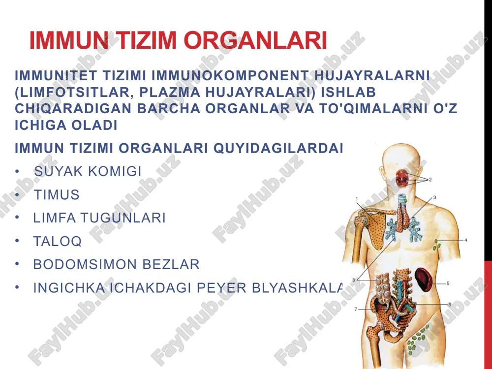 musning yuqori qismi sternohyoid va sternotiroid mushaklari orqasida yotadi.timusning oldingi yuzasi manubriumning orqa yuzasiga va sternum tanasiga (iv qovurg'a darajasigacha) qo'shni bo'ladi. tuzilishi. timusda nozik yupqa biriktiruvchi to'qima kapsulasi, capsula thymi bo'lib, undan lobulyar to'siqlar, septa coriicales organ ichiga, uning po'stlog'iga tarqalib, timus moddasini bo'lakchalarga, lobuli thymiga bo'linadi. timus parenximasi quyuqroq korteks, korteks timus va lobullarning markaziy qismini egallagan medulla, medulla timusdan iborat timus - thymus 1 - doli timusa (pravaya i levaya); 2 - vnutrennie grudnie arteriya i vena; 3 - perikard; 4 - levoe legkoe; 5 - plechegolovnaya vena (levaya) 1 - kapsula timusa; 2 - kora timusa; 3 - mozgovoe veshestvo timusa; 4 - timicheskie teltsa (teltsa gassalya); 5 - mejdolkovaya peregorodka bodomsimon bezlar faringeal limfoid halqaning bodomsimon bezlari ovqat hazm qilish trakti va nafas olish yo'llarining boshlang'ich bo'limining devorlarida joylashgan. turlari til va faringeal (juftlanmagan), tubal palatal (juftlangan) navbati bilan til, farenks va burun tomoqlari sohasida …