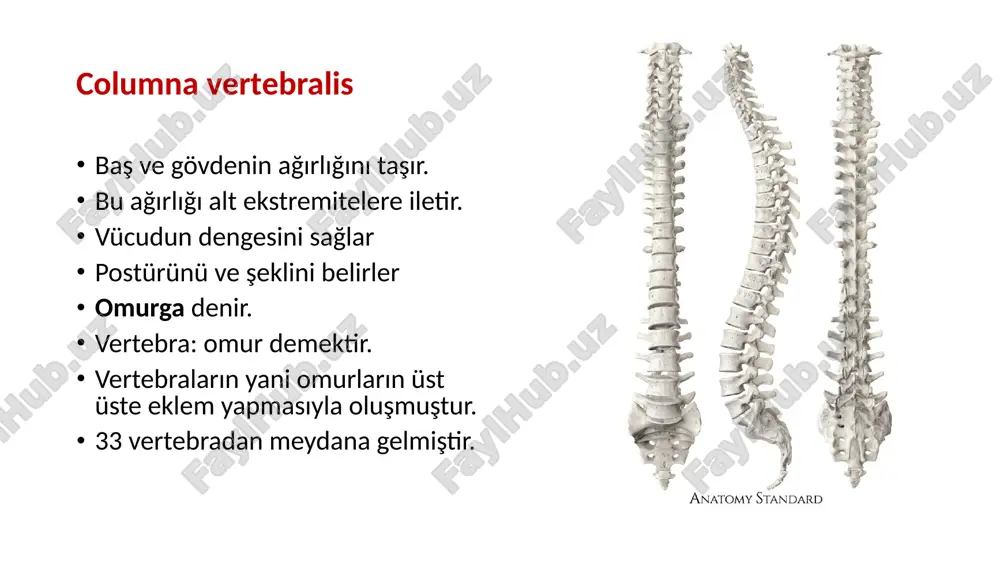 ığı karşılayabilmesi için yukarıdan aşağıya doğru gövde büyür. üst ve alt yüzeylerine discus intervertebralis tutunur. bu yüzlere facies intervertebralis denir corpus vertebrae facies intervertebralis arcus vertebrae corpusun arkasından çıkan sağ ve sol laminaların birleşmesi ile olur laminaların, corpusa tutunduğu bölüme pendinculus arcus vertebrae denir. her bir pedunculus’un üst ve alt kenarında birer çentik oluşur. i̇ncisura vertebralis superior: üst taraftaki çentik i̇ncisura vertebralis inferior alt taraftaki çentik pendinculus arcus vertebrae i̇ncisura vertebralis superior i̇ncisura vertebralis inferior vertebralar birbirleri ile eklem yaptığı zaman; alt vertebraya ait incisura vertebralis superior ile üst vertebranın incisura vertebtalis inferior’u karşı karşıya gelerek foramen intervertebrale’yi meydana getirirler. bu delikten nervus spinalis geçer. processuslar: arcus vertebrae üzerinde yedi tane çıkıntı: processus transversus: 2 tane processus spinosus: 1 tane processus articularis. 4 tane processus transversus processus spinosus processus articularis processus transversus: arcus vertebrae’nın corpusa yakın bölümünden iki taraflı olarak laterale doğru uzanan çıkıntılardır. thoracal vertebralar, bu çıkıntılar vasıtasıyla kostalarla …