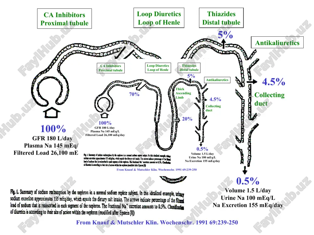 tate 82±5 k acetate 95±5 disodium sulfate 152±22 dipotassium sulfate 118±12 trisodium citrate 112±5 correlation of the daily clinical doses of thiazide diuretics with their affinity for high-affinity 3h-metolazone binding sites in rat kidney. correlation coefficient r=0.7513. from beaumont et al.: thiazide diuretic drug receptors in rat kidney: identification with [3h]metolazone. proc. natl. acad. sci. usa 1988, 85:2311-2314. thiazides - pharmacokinetics rapid gi absorption distribution in extracellular space elimination unchanged in kidney variable elimination kinetics and therefore variable half-lives of elimination ranging from hours to days. clinical uses of thiazides-1 1) hypertension thiazides reduce blood pressure and associated risk of cva and mi in hypertension they should be considered first-line therapy in hypertension (effective, safe and cheap) mechanism of action in hypertension is uncertain – involves vasodilation that is not a direct effect but a consequence of the diuretic/natriuretic effect from birkenhäger, wh: diuretics and blood pressure reduction: physiological aspects. …