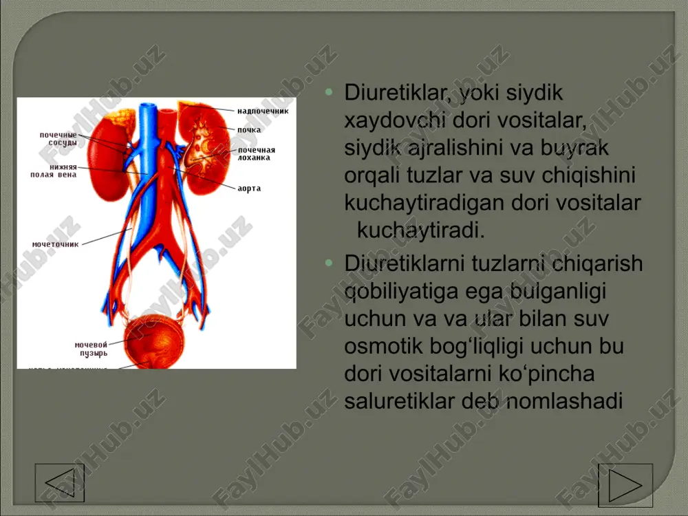 sitalar. 1.1.1. natriy olib o‘tuvchiga raqobatlashadigan, yoki aldosteronning raqobatlashmaydigan antagonistlari — triamteren, amilorid. 1.1.2 aldosteronning raqobatlashadigan antagonistlari — spironolakton, eplerenon. 1.2. bazal membrana satxida ta’sir beradigan vositalar 1.2.1. karboangidraza ingibitorlari — diakarb. 1.2.2. tiazidli diuretiklar — gidroxlortiazid, siklometiazid. 1.2.3. tiazidsimon diuretiklar — xlortalidon, klopamid, indapamid. 1.2.4. xalqali diuretiklar — furosemid, etakrin kislota, bumetonid, torasemid. 2. osmotik faol diuretiklar — mannit, mochevina. 3. buyraklarda qon aylanishini kuchaytiradigan vositalar — fakultativ diuretiklar-ksantinlar, aminofillin, eufillin , yurak glikozidlari va h.k. 4. dorivor o‘simliklar - dala qirqbo‘g‘ini, archagul barglari, qayin kurtagi, ortosifon barglari, brusnika barglari, o‘rmon er tuti mevasi, makkajo‘xori popugi va h.k. 1. kuchli siydik xaydovchi vositalar— furosemid (laziks), torasemid (torsid, trifas), etakrin kislota (uregit), klopamid (brinaldiks), osmodiuretiklar (mannit, mochevina) i dr. 2. o‘rta kuchli siydik xaydovchi vositalar— tiazidlar: gidroxlortiazid (gipotiazid, dixlotiazid), siklometiazid va tiazidsimonlar — xlortalidon , indapamid, metalozon(oksodolin, gigroton) va h.k. 3. past kuchli siydik xaydovchi vositalar - spironolakton (veroshpiron, aldakton), …