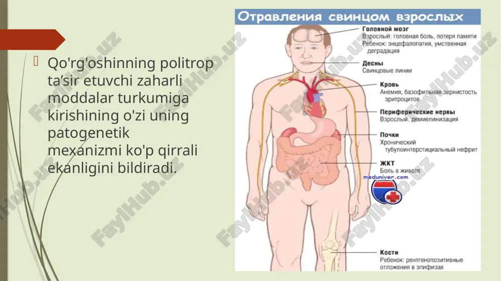 natijasida gipoxrom gipersideremik sideroaxrestik sideroblastik anemiya (kamqonlik) rivojlanadi. bundan tashqari, qo'rg'oshinning eritrotsitlarga bevosita ta'siri ham aniqlangan. q o'rgoshin eritroblastlarni va yetuk shakllangan eritrotsitlaming morfofunksional tuzilmalarini, bir qator fermentlarining energetik almashinuvini ingibitsiyasi, eritrotsitlar yashash faoliyatining (umrini) qisqartirishiga va ulami nobud bo'lishiga sabab bo'ladi. bunga javoban periferik qonda yosh eritrotsitlar, ya’ni retikulotsitlar hamda bazofil donachali eritrotsitlaming soni ham ko'payadi. porfirinlaming nerv tomirlari miyelinizatsiyasi jarayonida ishtiroki kuzatilgan. qo‘rg‘oshinli sanchiqdagi ichaklarning motorli funksiyasining buzilishida, ichaklarning intramural gangliyalari va «quyosh chigali»dagi dimiyelinizatsiya distrofik o'zgarishlarga asos bo’la oladi. erbax va meysner chigallarining distrofiyasi vegetativ nerv sistemasining ichak peristaltikasini boshqarishning buzilishiga olib keladi. yurak-qon tomirlar sistemasidagi o'zgarishlar patogenezida, ayniqsa, sanchiq (kolika) davrida, asosiy sabab vegetativ nerv sistemasining o'zgarishi va uning kuchli giperreaksiyasi turadi qo'rg'oshinning letal dozasi 0,5 gramm, surunkali jarayonlar kuniga 0,0005 g / kunlik iste'mol qilish bilan yuzaga keladi. tanaga kirib, modda eritrotsitlar yuzasiga o'rnatiladi va markaziy asab tizimi, buyrak, jigar to'qimalariga tarqaladi. taxminan 90% metall …
