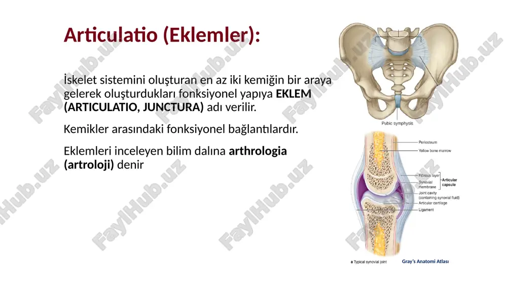 ni sağlar. art. radioulnaris 3. gomphosis: diş kökleri ile çene kemikleri arasındaki eklem. bir oyuk içerisine koni şeklindeki yapının girmesiyle oluşmuştur. articulationes cartilagineae (az hareketli eklemler) kemikler arasında kıkırdak vardır. esneme tarzında kısıtlı bir hareket sağlanır. bu yüzden bunlara hemiarthrosis de denir. i̇ki kısımda incelenir: 1- synchondrosis 2- symphysis synchondrosis (primer kartilaginöz eklem): eklem yüzleri arasında kıkırdak bulunur. kemik kostalar ile sternum arasında bulunan kıkırdak kostalar buna misaldir yine sternum’un corpus’u ile proc. xiphoideus arasındaki eklem buna örnektir -symphysis: eklem yüzleri arasında fibrokartilaginöz yapıda bir discus bulunur. -pubis kemikleri arasındaki eklem (symphysis pubica) ve -vertebra gövdeleri arasındaki eklem (symphysis intervertebralis) hareketli eklemlerin temel özellikleri: 1. facies articularis: eklem yüzü 2. capsula articularis: eklem kapsülü membrana fibrosa, membrana synovialis 3. eklem sıvısı: synovial sıvı 4. cavum articulare: eklem boşluğu 5. ligamentum articularis: eklem bağları 6. cartilago articularis: eklem kıkırdağı eklem içi oluşumlar: meniscus, discus, labrum articulare, bursa synovialis hareketli eklemler (articulationes …