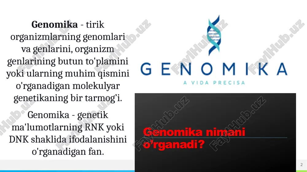 rildi, jumladan, inson genomi ham. birinchi inson genomining ketma-ketligini aniqlash 10 yildan ko'proq vaqtni va millionlab funtni talab qildi. bugungi kunda uni 24 soat ichida 1000 funt sterlingdan kamroq narxda bajarish mumkin. bir necha ming olimlar ishtirok etgan “inson genomi” xalqaro loyihasi 2000 yilda yakuniga yetdi. biroq bu yo‘nalishdagi tadqiqotlar to‘xtamayapti. bu tsivilizatsiya tarixidagi eng qimmat loyihalardan biri bo'lib, yiliga 500 million dollardan ortiq mablag' sarflagan. imya ili logotip 4 5 aksolotl (ambystoma mexicanum) – genomi 32 mlrd. juft asos imya ili logotip genom – termini fanga 1920-yilda nemis botanigi gans vinkler tomonidan xromosomaning toʻliq (gaploid) toʻplamini tashkil etuvchi genlar kolleksiyasini tavsiflash maqsadida kiritildi genomika – termini fanga 1986-yilda genetik tomas roderik tomonidan genomlarni kartalashtirish, sekvenirlash va tavsiflash masadida kiritildi. imya ili logotip genomika fan sifatida nisbatan yaqinda paydo bo'lgan bo'lsa-da, uning rivojlanishida allaqachon bir necha bosqichlarni ajratish mumkin. 1-bosqich. 1900 - 1940 yillar ushbu bosqichda odamning mendel belgilari o'rganildi. …