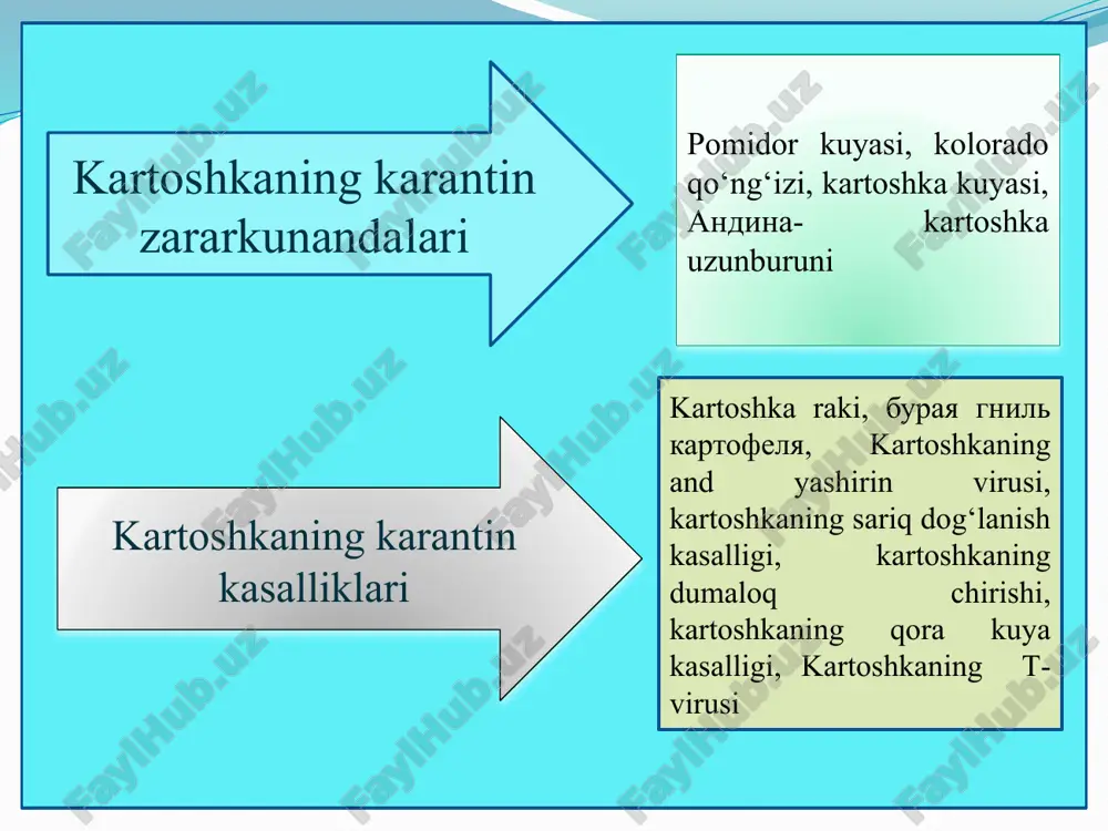 ib qoladi, po‘st orqali chiqishdan oldin qurt ko‘rinib turadi. kartoshka tugunchasidagi qurtlar tuproq ustidagi ko‘k qismidagilarga qaraganda yaltiroq. har bir bo‘g’inida 10-14 tagacha qillar bor, kichik to‘qqalqon – skleritlarda yotuvchi 5 juft soxta oyoq, har bir oyoq asosida uchta qildan iborat uchburchak qalqonga ega. qurtlari sarg’ish-pushti yoki kulrang-ko‘kimtir, uzunligi 10-13 mm bo‘lib, barg to‘qimasi ostidagi bo‘shliqqa kirib borgandan so‘ng oziqlana boshlaydi. ular 5 xil rivojlanish fazasini o‘taydi. kartoshka tuganagi yoki pomidor mevasi , bargning asosiy va yon tomirlarida ko‘ndalang yo‘l ochadi. yo‘lak kengayishi bilan uni chiqitlar yordamida berkitib boradi. bitta qurt 3-4 tagacha yo‘l ochadi. agar barg kichikroq bo‘lsa, qurt boshqa bargga o‘tadi. qurtlar rivojlanishi davomida 4 marta tullaydi. oxirgi marta g’umbakka .aylanishidan oldin, u to‘q bo‘ladi va kichraya boshlaydi. dala sharoitida 2-3 haftada to‘la yetila boshlaydi. kapalaklari erta bahorda uchib chiqadi. ular kun botishdan keyin va ertalab soat 11 gacha xarakati faollashadi. tuxum qo‘yishi uchun havo harorati 80 s …
