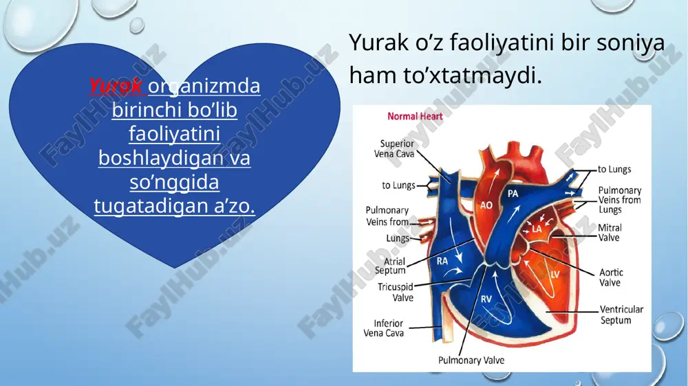 t bo'ladi. taxikardiya ma’lum darajaga, ko'rsatkichga qadar kompensator omil bo'lib hisoblanadi va so'ngra dekompensatsiya ko'rsatkichiga aylanadi gipertrofiya rivojlanish tezligi va mexanizmiga ko’ra fiziologik (asta-sekin yuzaga keladi, skelet mushaklari massasining ortishi bilan ayni vaqtda unga mutanosib ravishda rivojlanadi, ortiqcha yurak massasiga muvofiq ravishda toj tomirlar kollaterallari shakllanadi) patologik (tezda yuzaga keladi, skelet muskulaturasi parallel ravishda rivojlanmaydi, ortiqcha yurak massasiga muvofiq ravishda toj tomirlari kollaterallari shakllanib ulgurmaydi) turlarga ajratiladi yurak massasining kardiomiotsitlarda oqsil va nuklein kislotalari sintezi ortishi oqibatida yo'g'onlashishi hisobiga ortishi - gipertrofiya, yurakka bo'lgan yuklama uzoq vaqt davom etganida yuzaga keladi. gipertrofiya fiziologik spotchilarda,og’ir jismoniy ish bajarganda,balet artistlarda,skelet mushaklar gipertrofiyasi. patologik tez rivojlanadi,skelet mushaklariga bog’liq emas,toj arteryasidagi qon aylanish orqada qola boshlaydi f. 3. meerson gipertrofiyani quyidagi 3 bosqichga ajratadi: avariya bosqichi - faoliyat ko'rsatuvchi asosiy komponentlar, ayniqsa, mitoxondriyalar faolligi, miofibrillalar nisbatan katta ish bajarayotganligi tufayli kislorod o‘zlashtirilishi, energiya sarflanishi ortadi, anaerob glikoliz orta boradi; miokard gipertrofiyasi rivojlangan bosqich - …