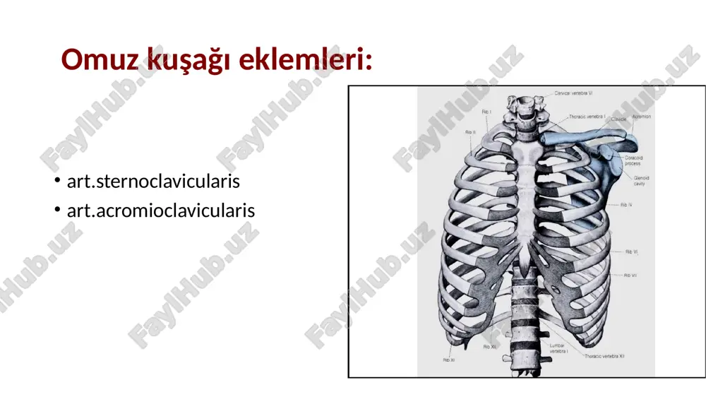 lemin hareketleri birbirlerini etkiler. üst extremite eklemleri anatomi̇ arti̇culati̇o humeri̇: omuz eklemi̇ humerus (caput humeri) ve scapula (cavitas glenoidalis) arasında olan eklemdir. spheroid grubu bir eklemdir. humerus başı küresel yüzeye sahipken, cavitas glenoidalis daha sığ bir yapıya sahiptir. bu da eklemin hareket kabiliyetini artırır. labrum glenoidale eklem yüzünü genişletir. labrum glenoidale eklem yüzünü genişletir. fibrokartilaginöz yapıdadır. sığ olan cavitas glenoidalis’in, humerus başının küresel yüzeyine uygun bir şekilde derinleşmesini sağlar. bağları eklem kapsülü: humerusta anatomik boyun hizasına tutunmuştur alt kısım 1 cm kadar aşağıda tutunmuştur, zayıftır scapula’da, cavitas glenoidalis’in etrafına tutunur labrum glenoidale ve m biceps brachi’nin uzun başınının tendonu eklemin içinde kalır. kapsül gevşektir, kemikler birbirinden 2-3 cm ayrılabilir. rotator cuff kasları ve çevre kasların tendonları, eklemi destekler rotator cuff kasları: m.supraspinatus m.infraspinatus m.teres minor m.subscapularis sits ligg. glenohumerale (önde): cavitas glenoidalis’in üst kısmından başlar; üç parçası vardır: -lig glenohumerale superius: tuberculum minus’un üstüne tutunur, add sınırlandırır -lig glenohumerale medius: …